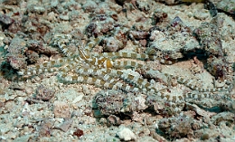 Sipadan_2015_Pieuvre Wunderpus_Wunderpus photogenicus_IMG_2446_rc